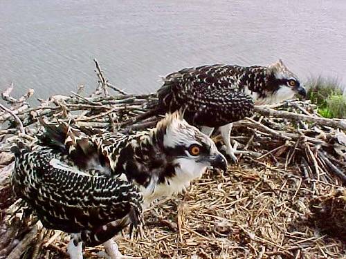 Young osprey by U. S. Fish and Wildlife Service - Northeast Region is marked with Public Domain Mark 1.0.